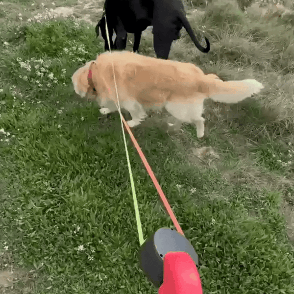 Correa doble para perros sin enredos