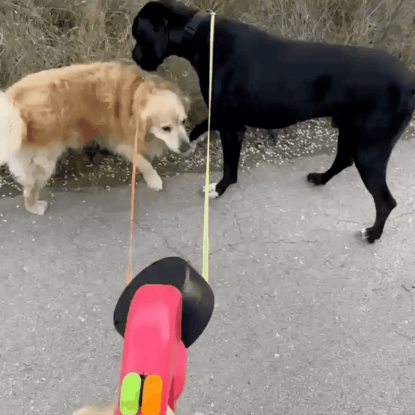 Correa doble para perros sin enredos
